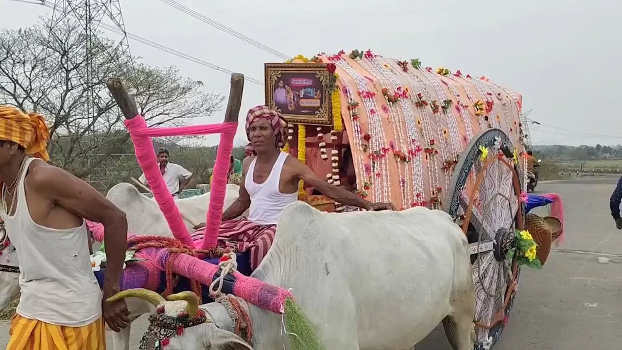 No Audi, no Mercedes, Odisha bride arrives in decorated bullock cart