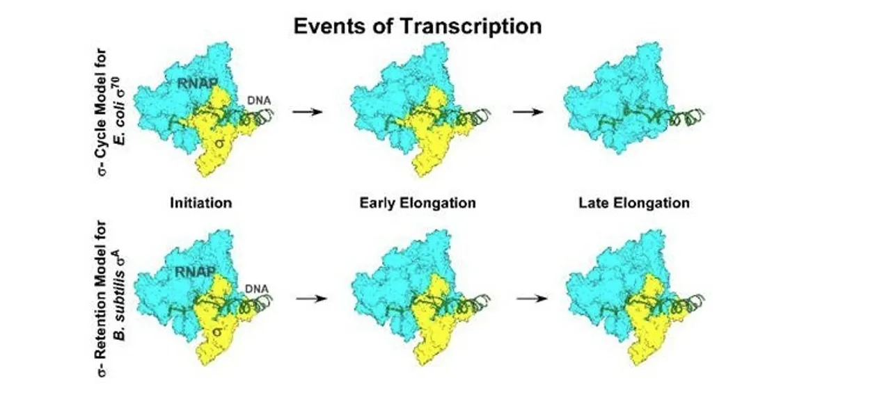 Indian researchers redefine bacterial gene mechanism