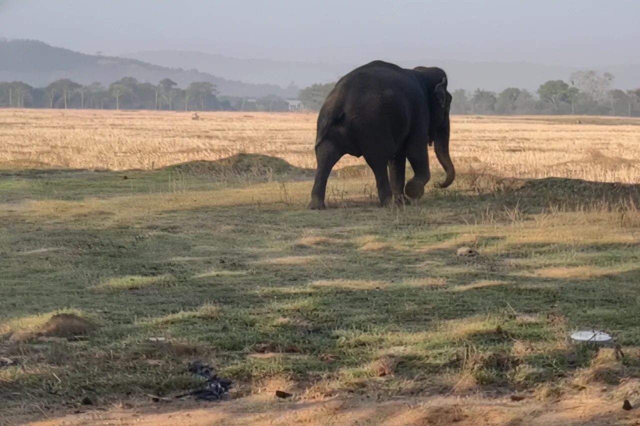 Elephant rescued from deep well in Odisha’s Keonjhar after 6-hour operation; 3 injured in aftermath