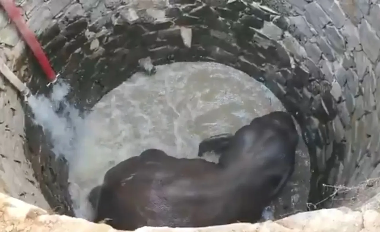 Odisha uses Archimedes’ Principle to rescue elephant trapped in 30-foot well
