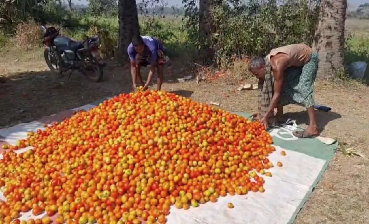 Tomatoes sold at nearly Re 1 per Kg in Odisha! Farmers face ‘distress sale’