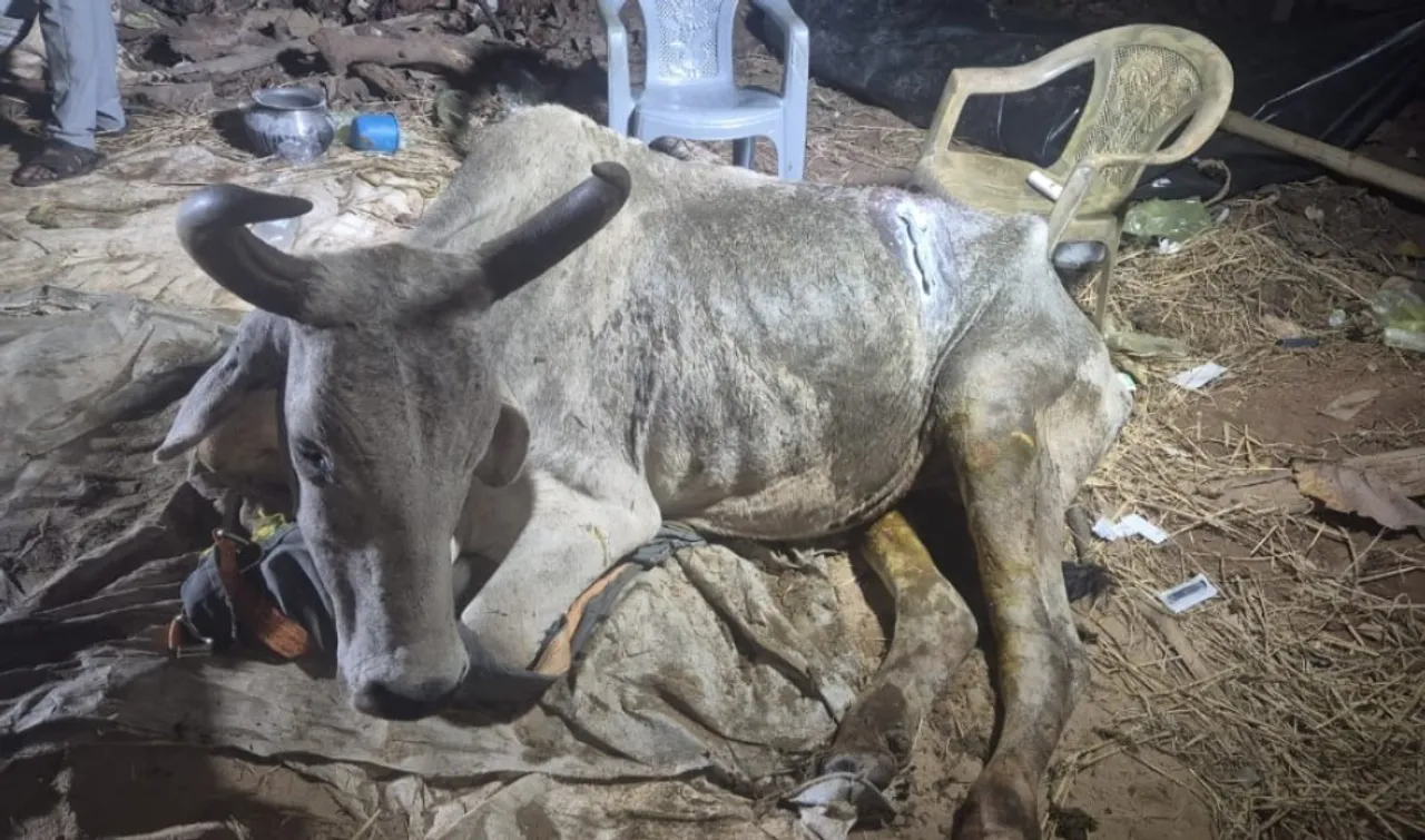 Bhubaneswar vets remove 50 kg plastic from bull’s stomach