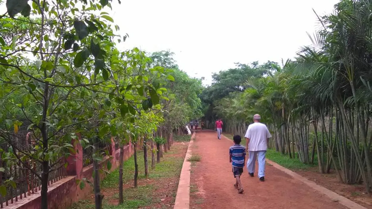 Translocated trees finds new ground in Smart City
