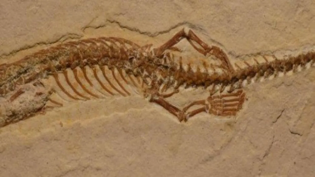 Snakes' ancestors had four legs