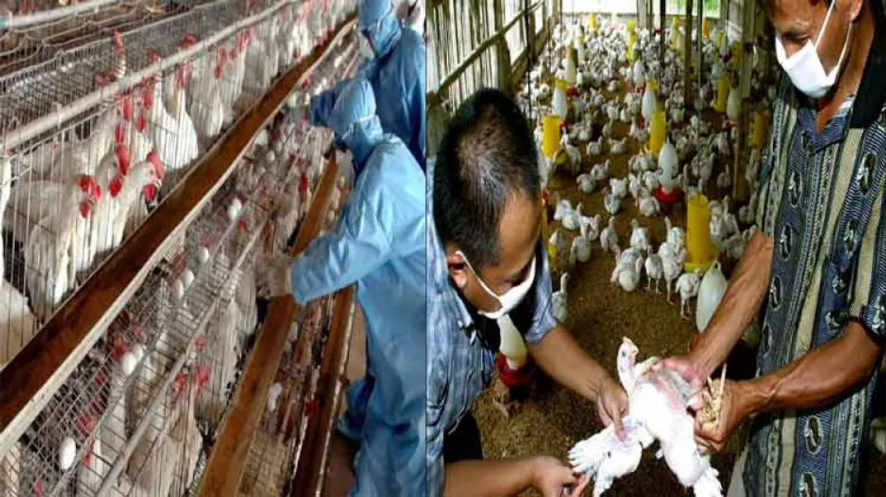 Odisha 2nd after Chhattisgarh to report Avian Flu Outbreak