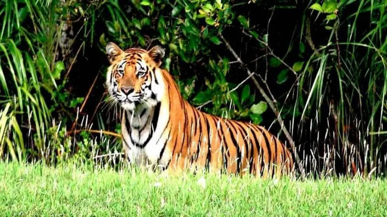 Tiger Census in Odisha from tomorrow