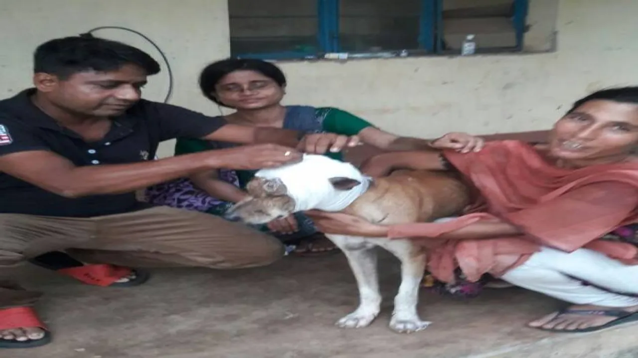 BMC, PFA join hands for animal welfare, rehabilitation