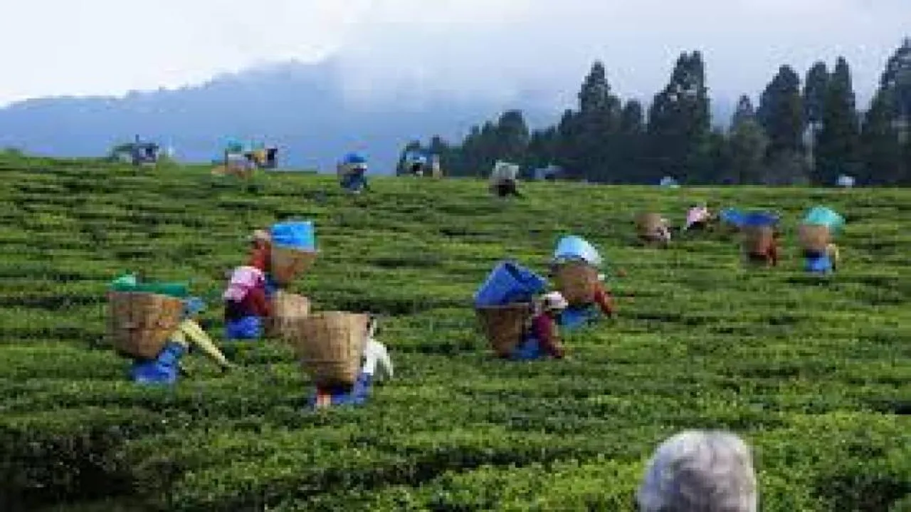 Assam again on the edge