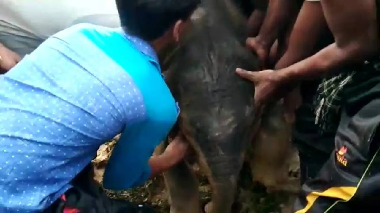 Baby elephant abandoned by herd rescued by villagers