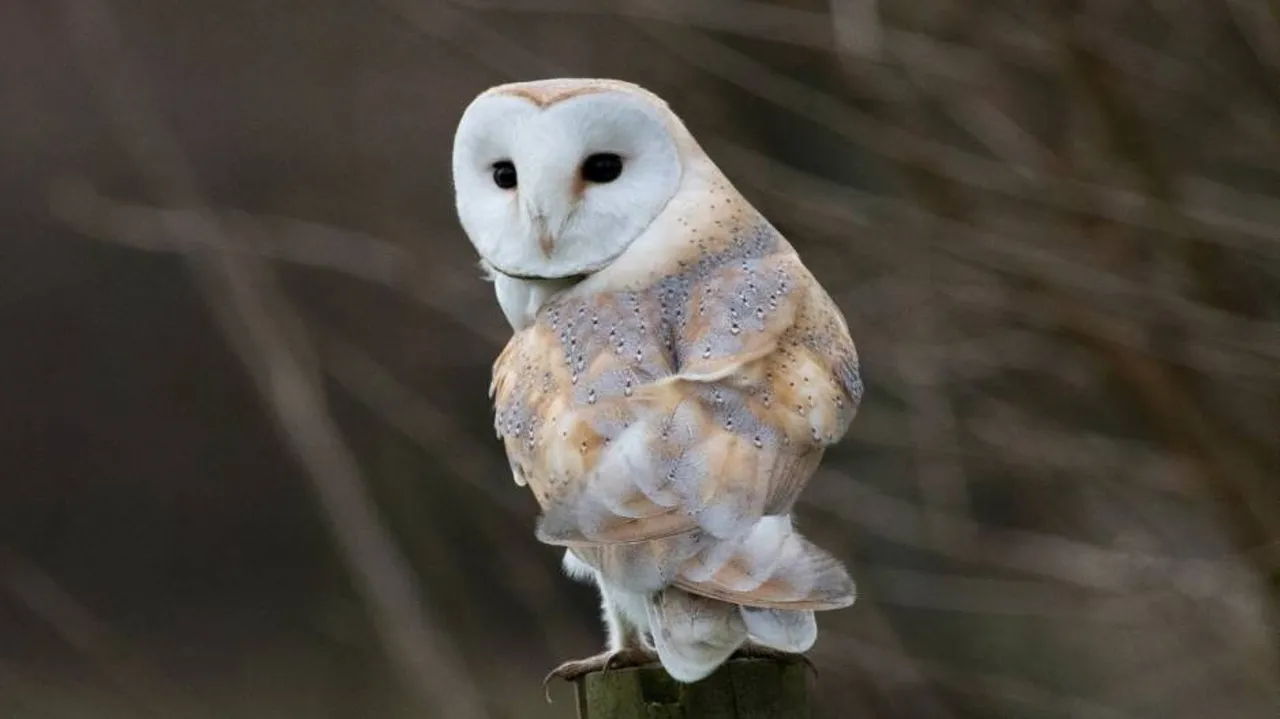 Bhitarkanika Nat Park officials rescue endangered barn owl