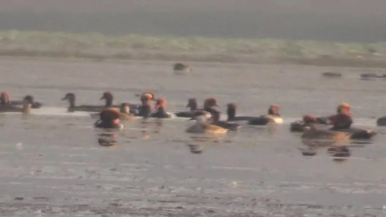 Bird count drops at Bhitarkanika