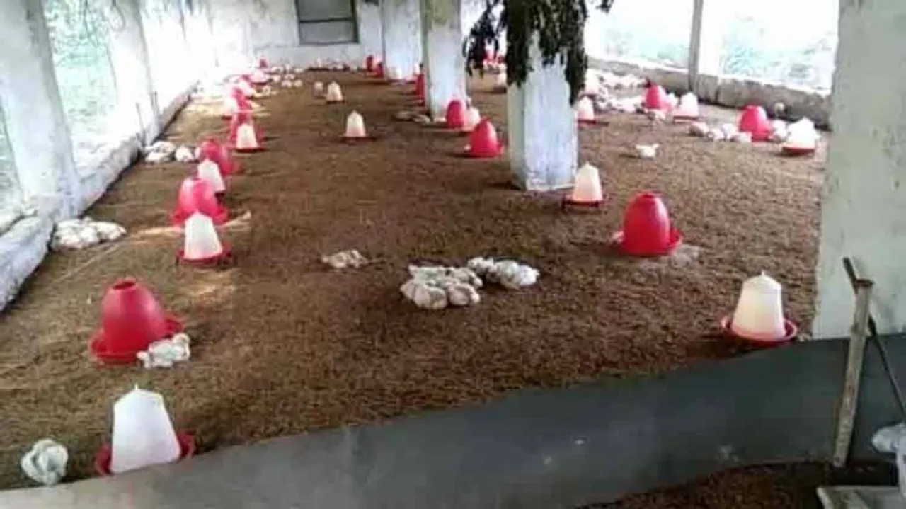 Bird flu situation remains grim in Puri: Agriculture Minister