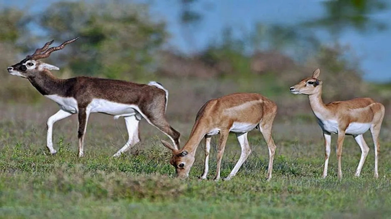 No veterinary doctor at blackbuck treatment centre