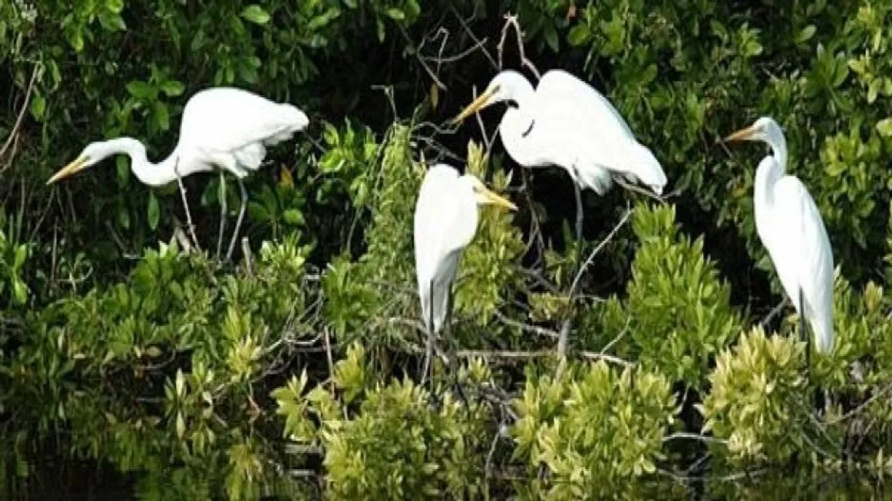 Bird census: Experts find Phailin impact on Bhitarkanika winged guests