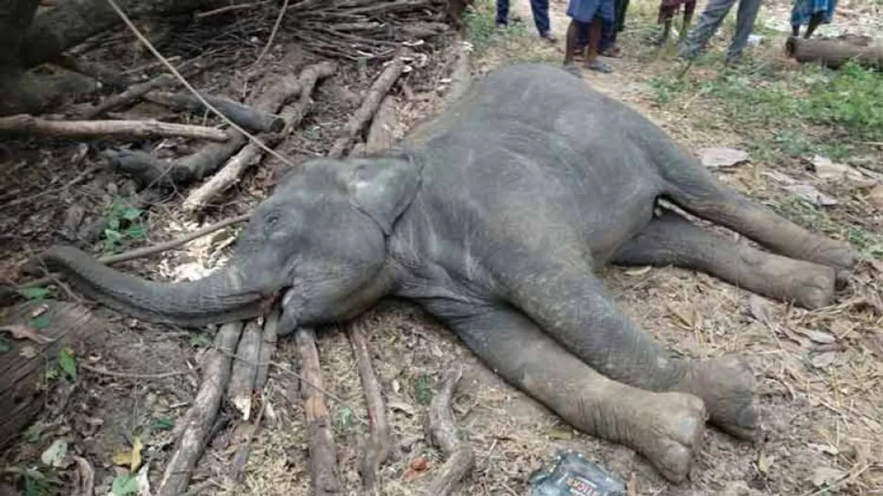 Carcass Of 3-Year-Old Elephant Recovered In Odisha