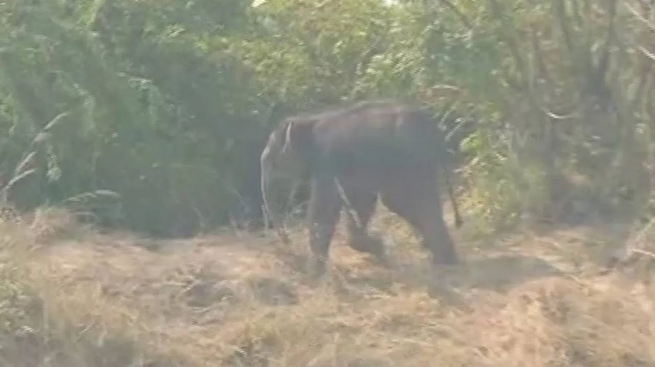 Watch: Baby Elephant Shunned By Herd In Ganjam