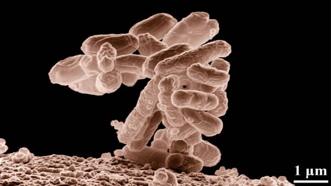 This Bacteria To Fight Climate Change, Soil Pollutants