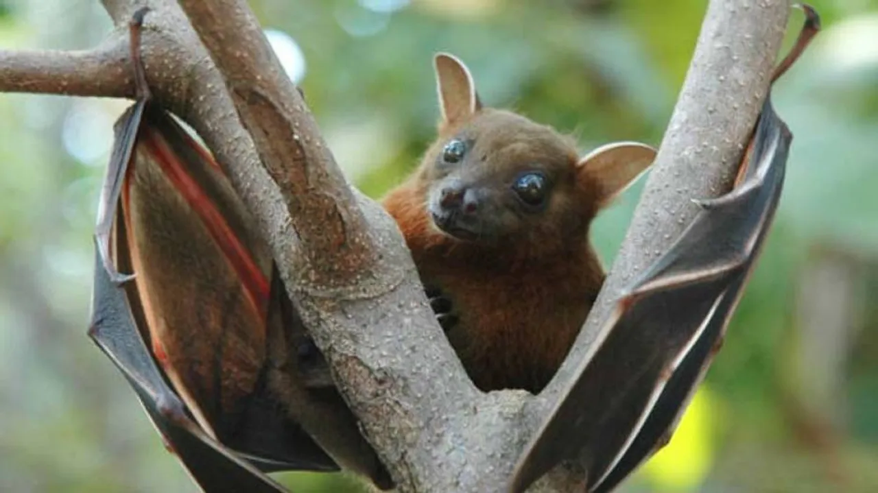 ML identifies bat species that can spread Nipah