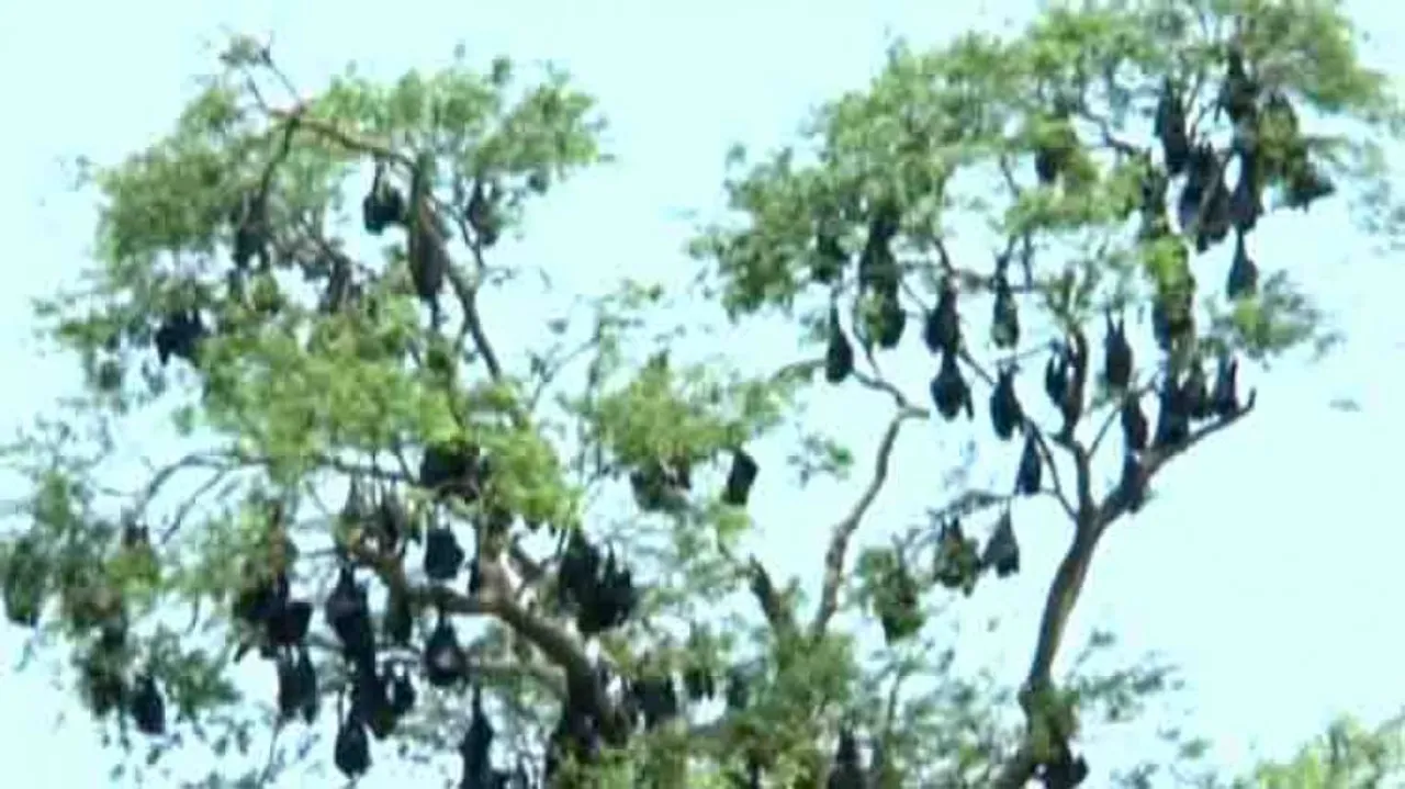 Fani Aftermath: Endangered bats in danger due to scorching heat in Jajpur