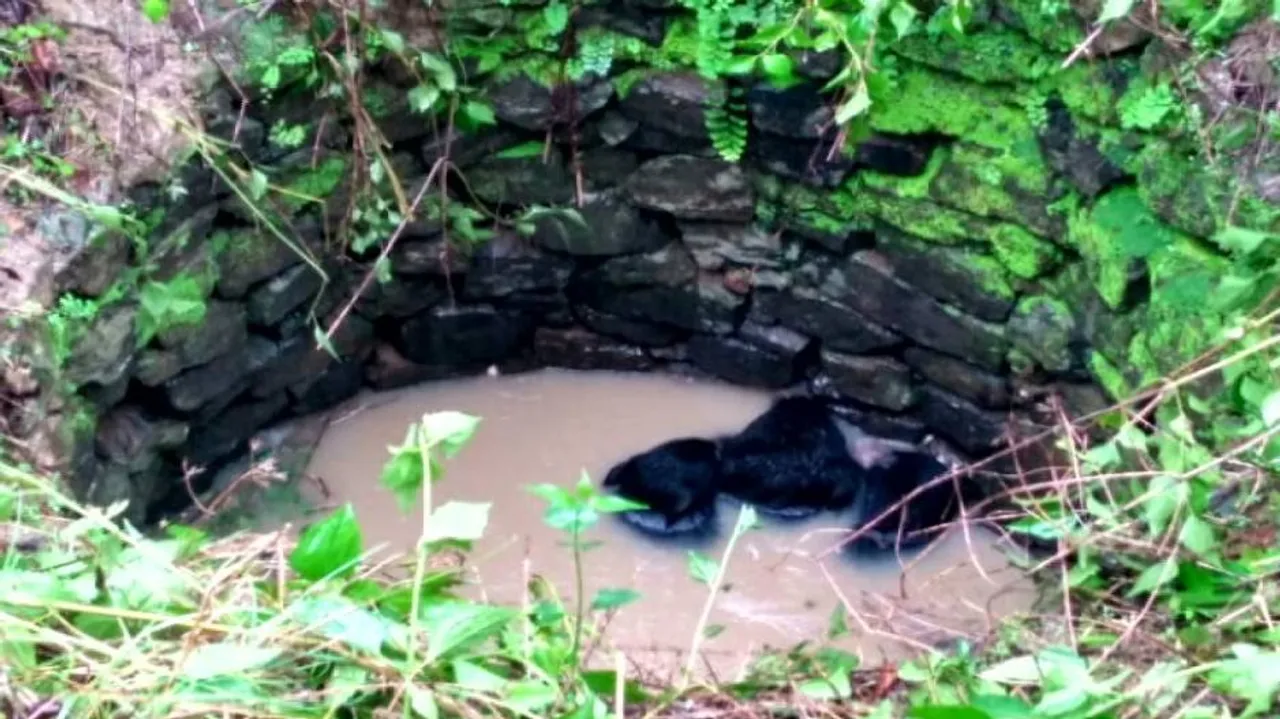 Three bears rescued in Malkangiri