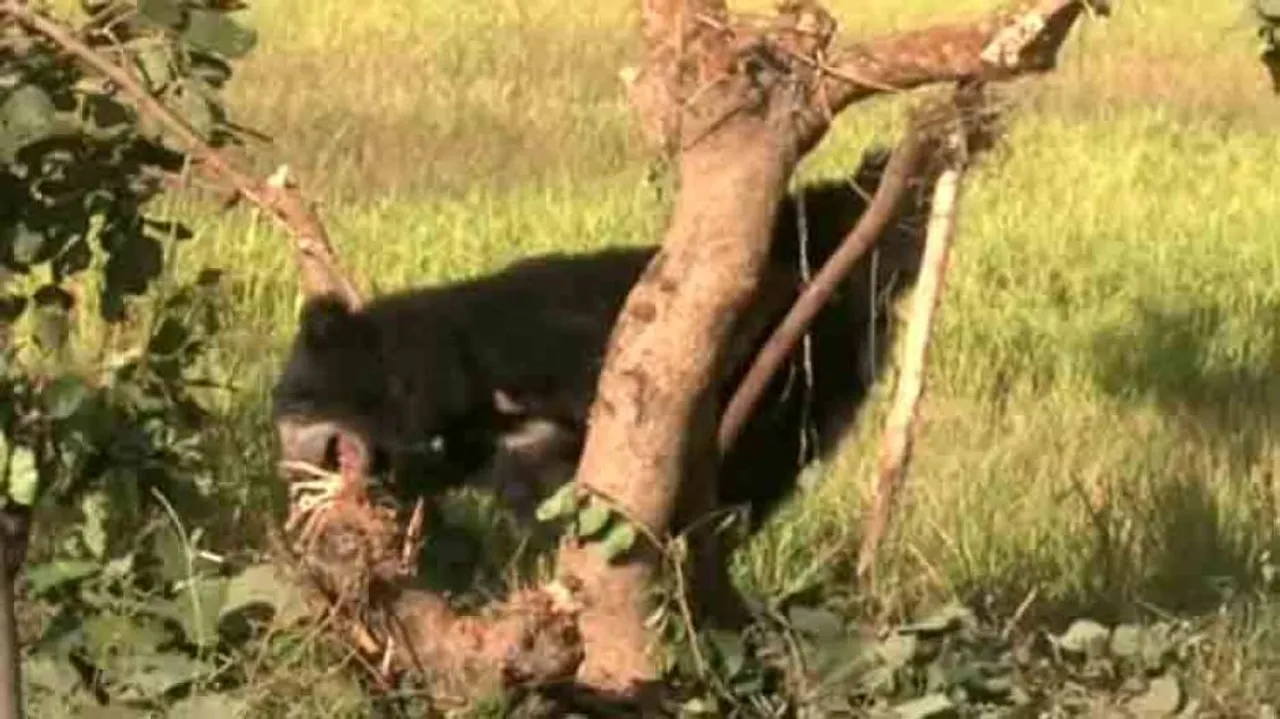 Bear caught in trap laid by villagers to capture wild boar