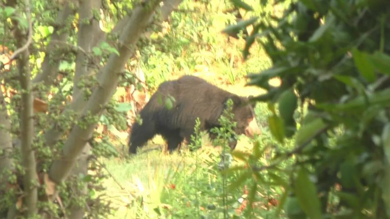 2 critically injured in bear attack in Nuapada