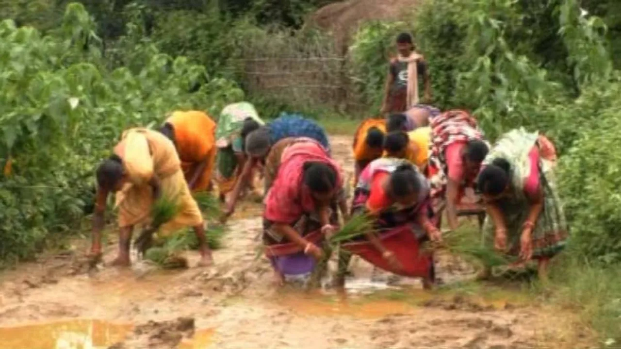 Irate Odisha villagers plant paddy saplings on kutcha road