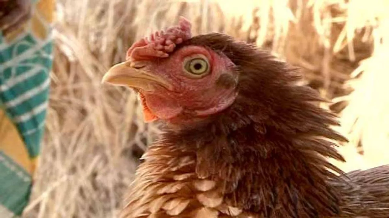 Centre confirms of bird flu virus in Odisha village