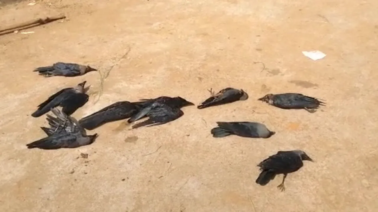 Death Of Crows Triggers Bird Flu Scare In Odisha's Khordha 