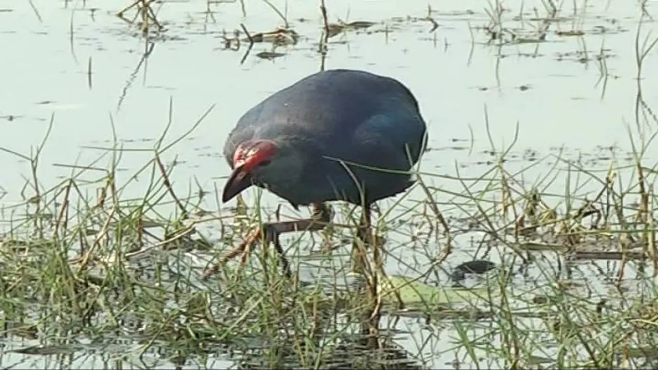 Drop in number of winged visitors at Chilika