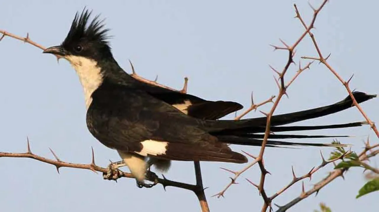 Monsoon migratory birds not sighted in Odisha: Ornithologists
