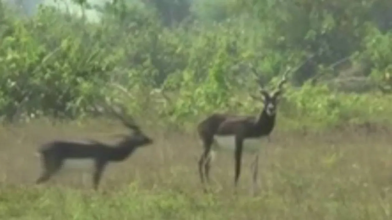 Ganjam Forest Dept Steps Up Conservation Efforts For Blackbucks