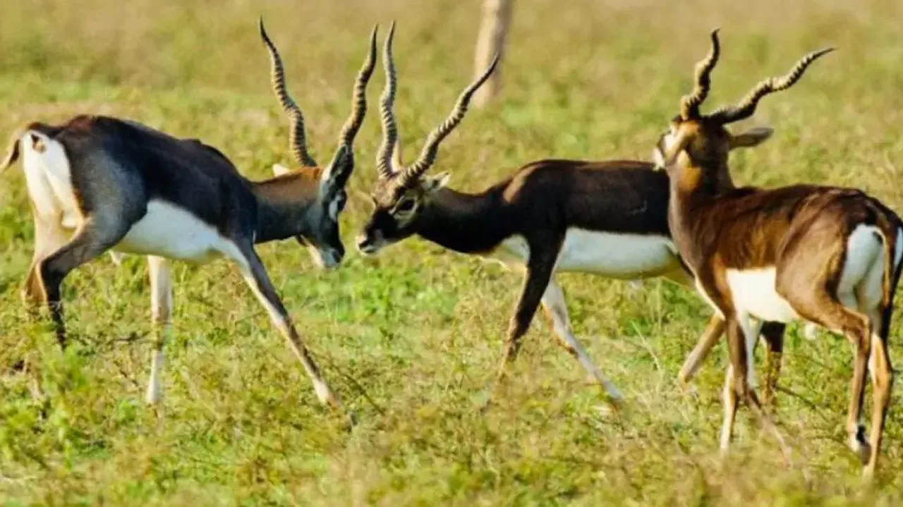 Blackbucks