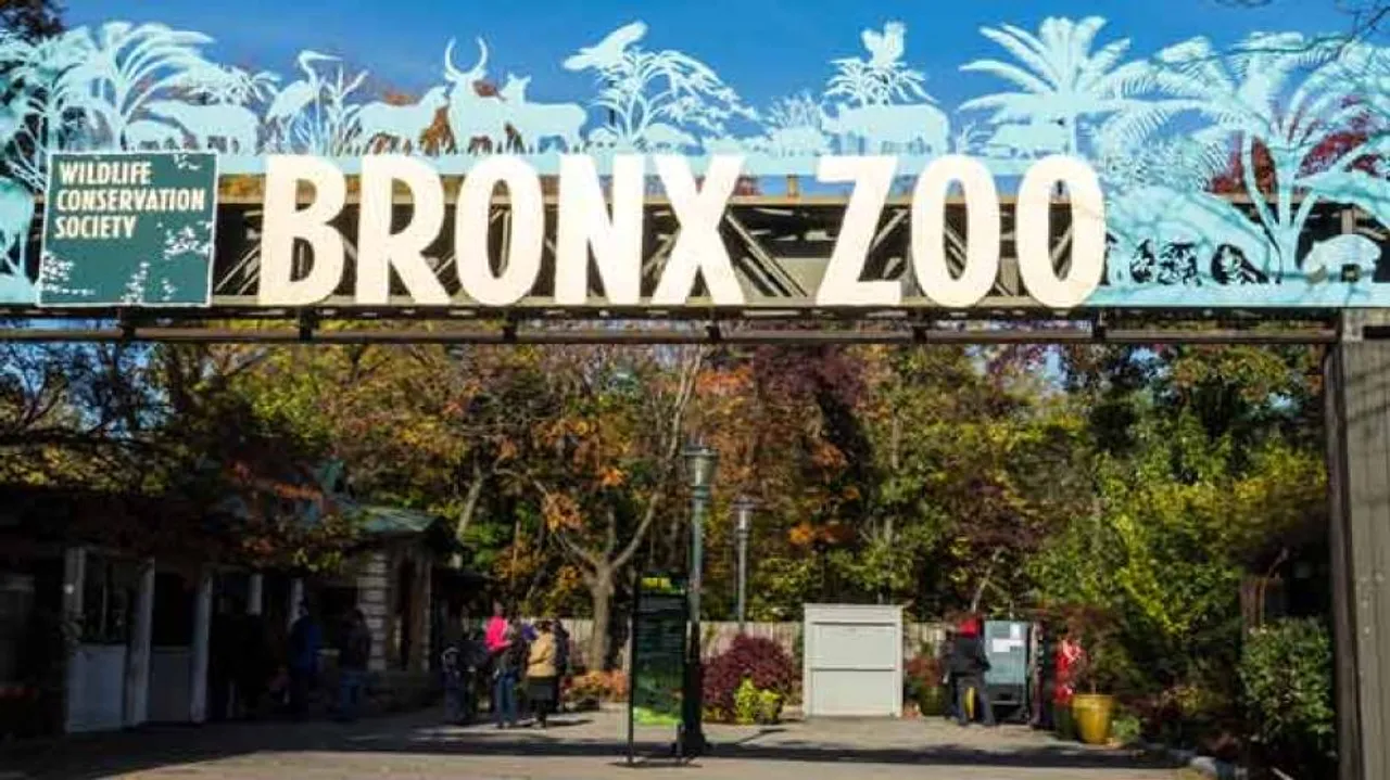 7 more big cats test positive for COVID-19 at Bronx Zoo