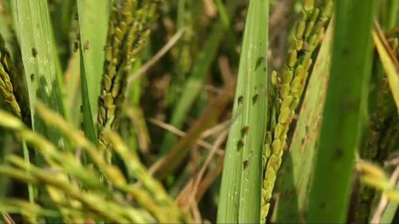 Odisha govt launches 'Fasal Surakhya Abhiyaan' to curb pest menace