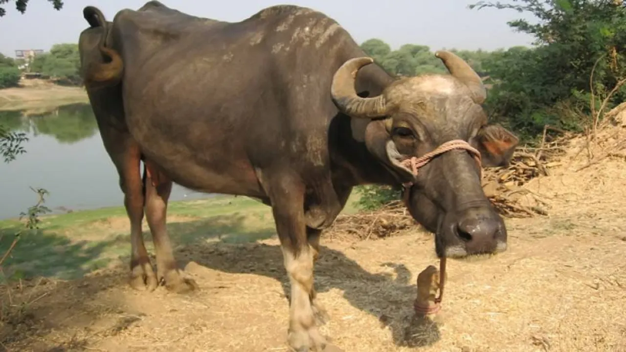 How Buffalo Settled Theft Case In Uttar Pradesh