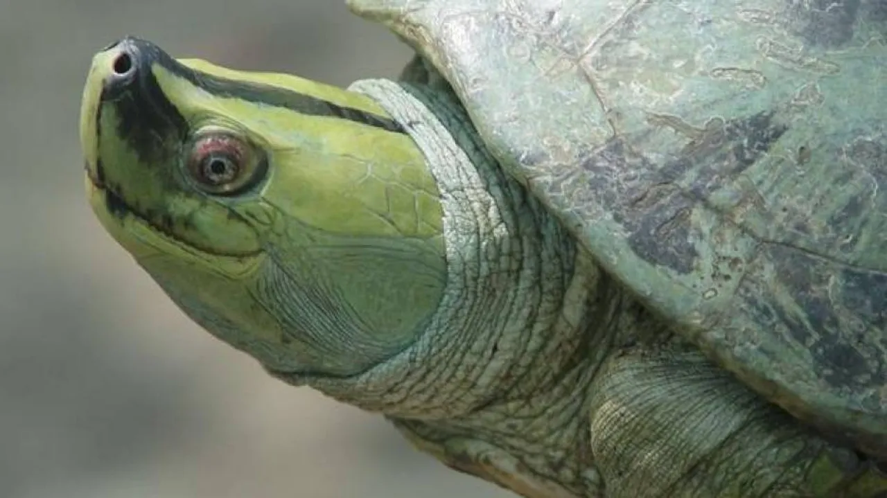Critically endangered Burmese roofed turtles hatched