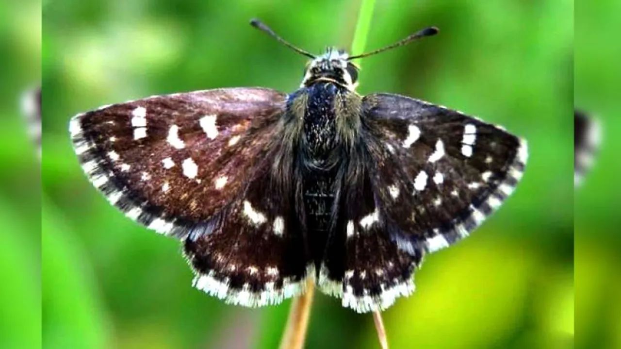 India Discovers 1328th Butterfly Species In Rajasthan