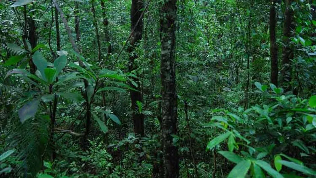 EXCLUSIVE: OTV Unearths Rs 592 crore 'Scam' In CAMPA Forest Funds