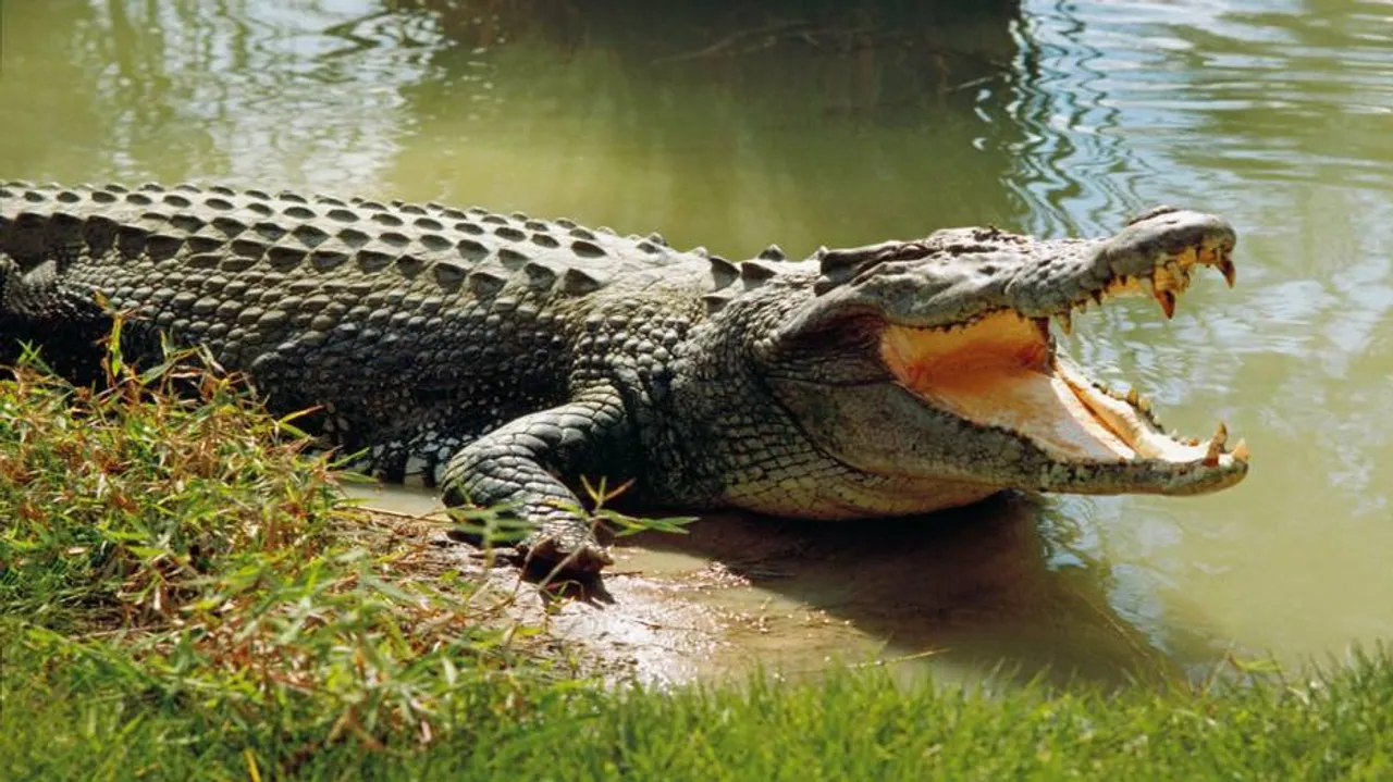 Woman injured in crocodile attack