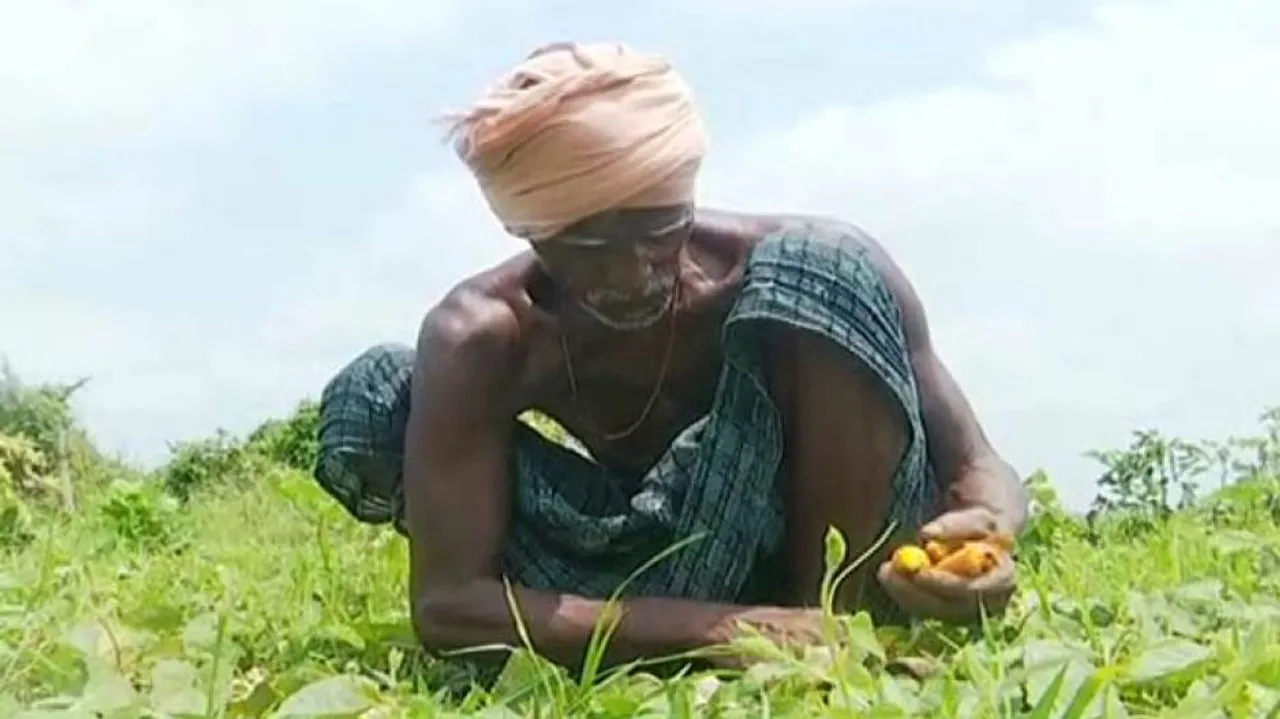 Cyclone Amphan Hits Agriculture Hard In Odisha