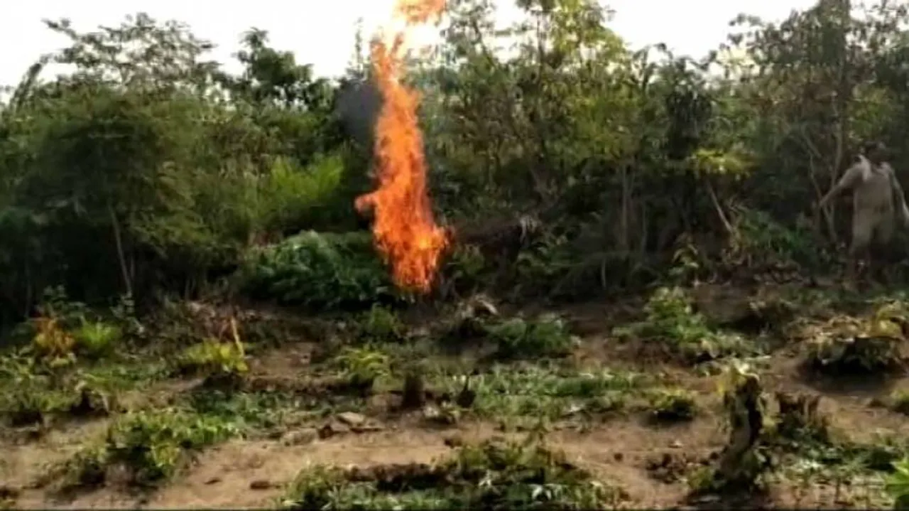Cannabis Plantation Worth Rs 11 Crore Destroyed In Odisha