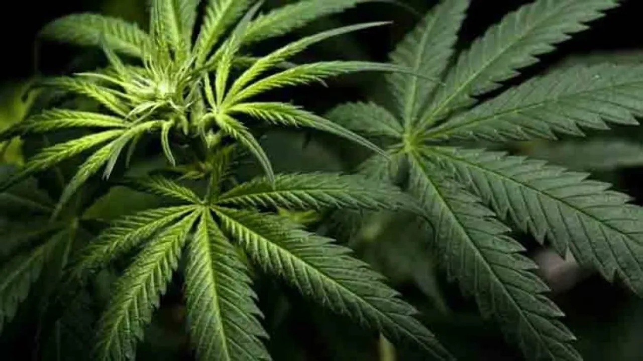 Cannabis-based drug may help in motor neuron disease: Lancet