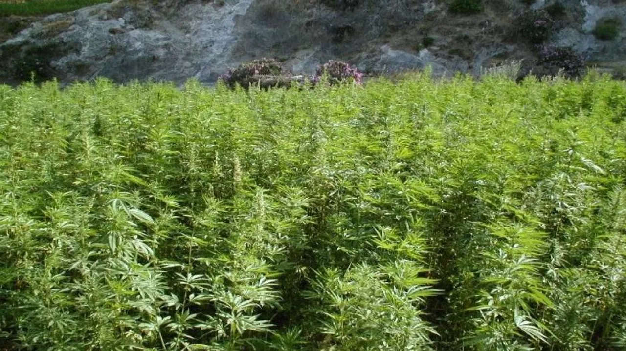Cannabis grown on 4,407 acres in Odisha destroyed