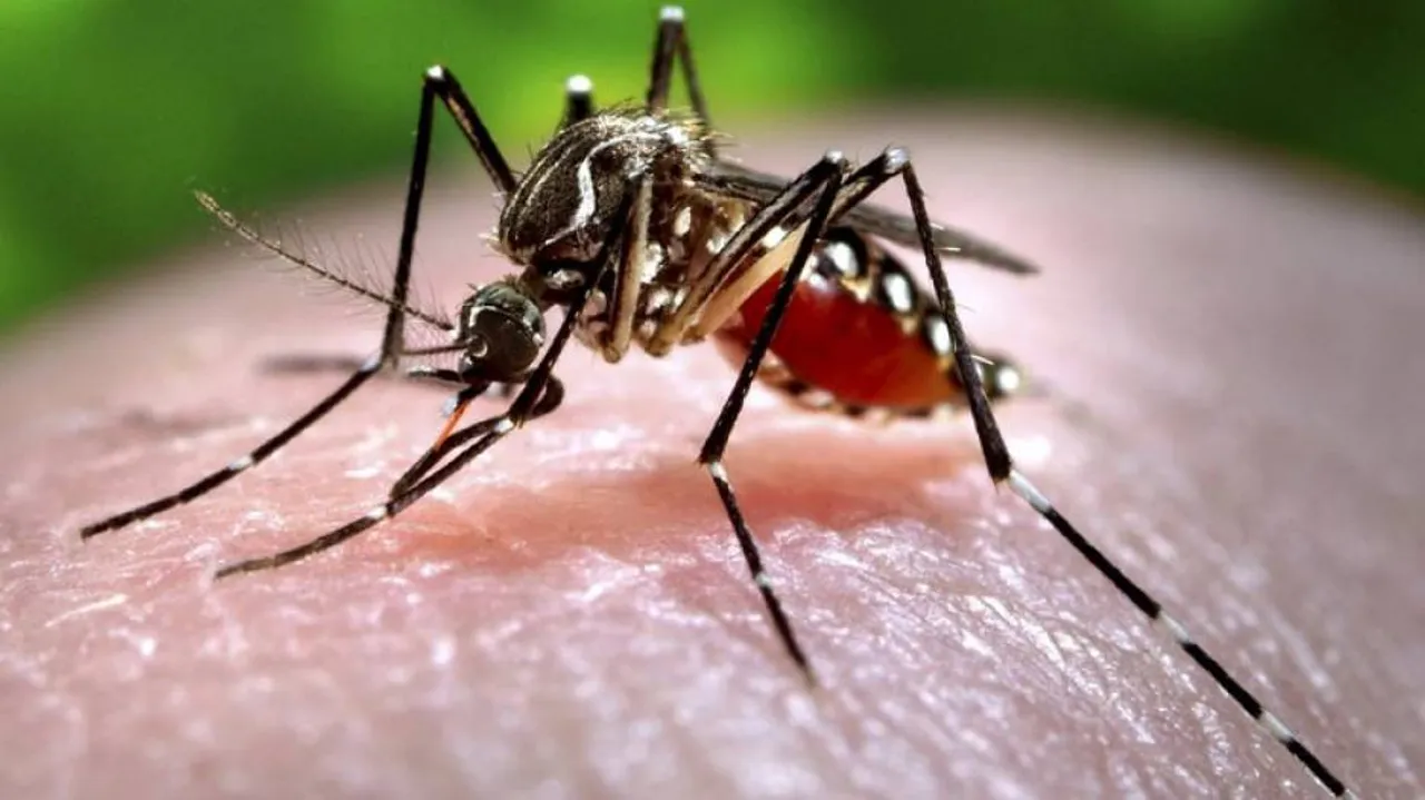 Cat Que Virus Incapable Of Triggering Epidemic: ICMR-NIV Director