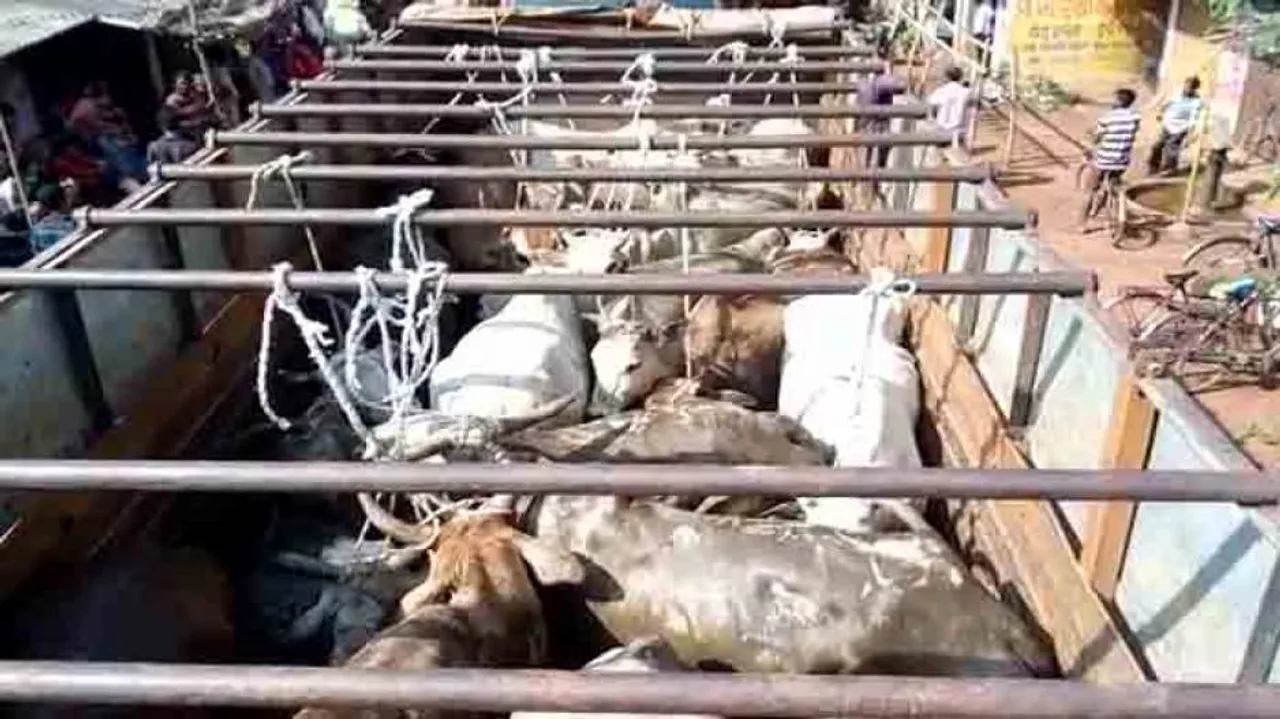 Opposition Raps Odisha Govt Over Reports On Illegal Cattle Transportation