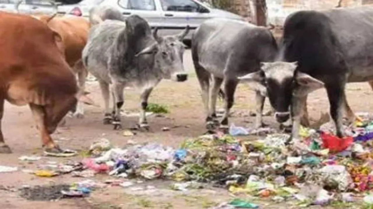 Animal Bones Found In Stomachs Of Goa Stray Cattle
