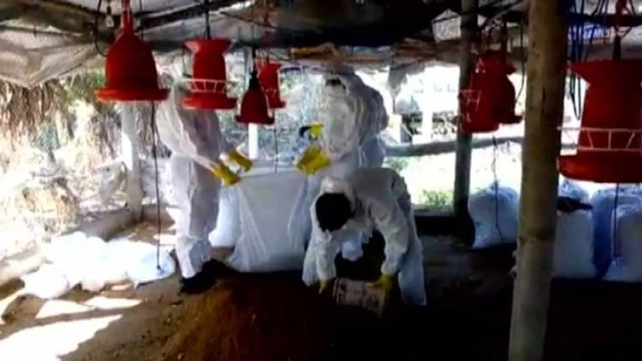 Bird flu outbreak: Chicken culling operations intensified in Puri