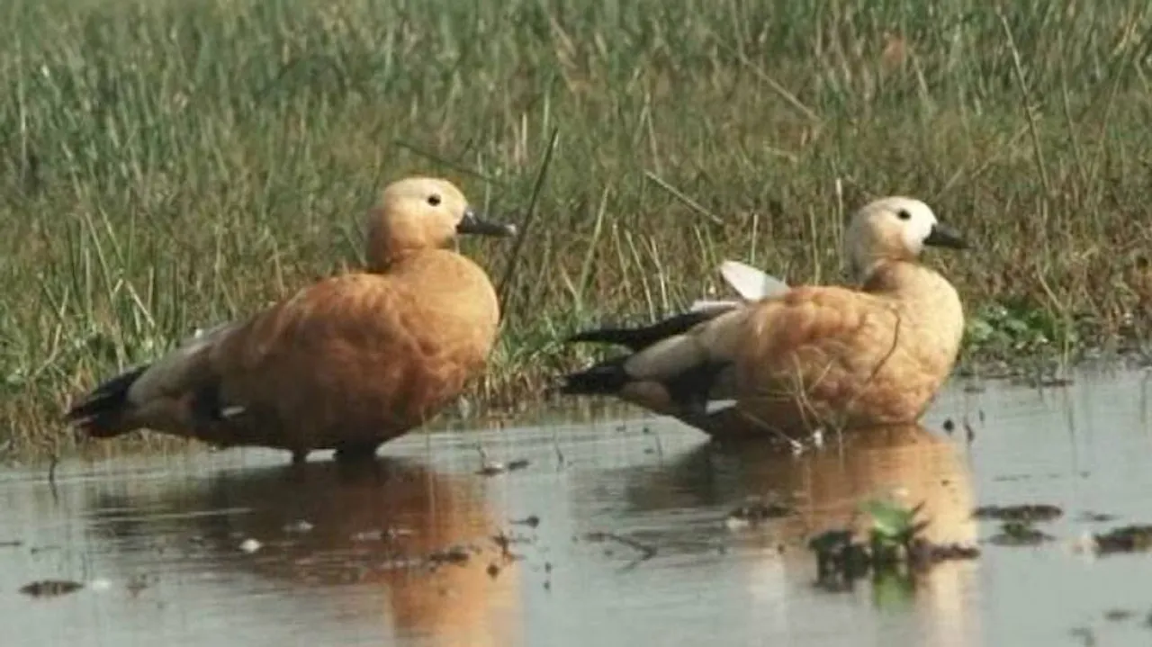 Rise in avian guests at Chilika