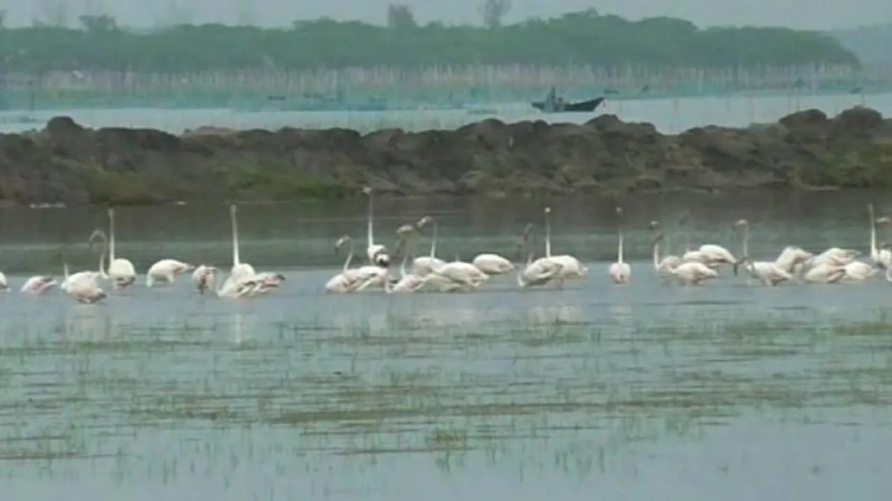 With onset of winter, winged guests start arriving at Chilika Lake